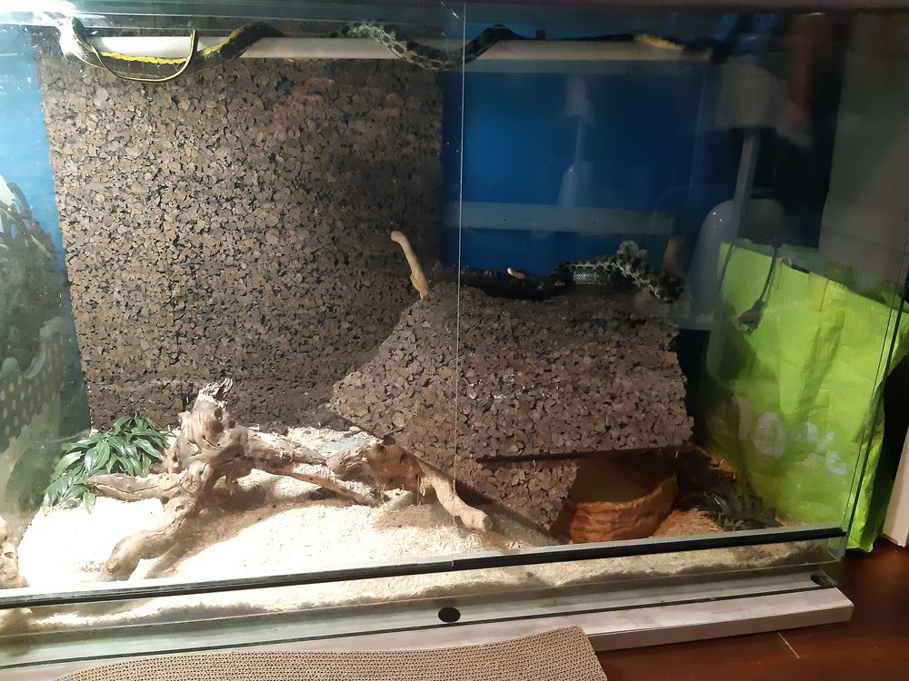   Serpents couleuvres asiatique Taeniura 