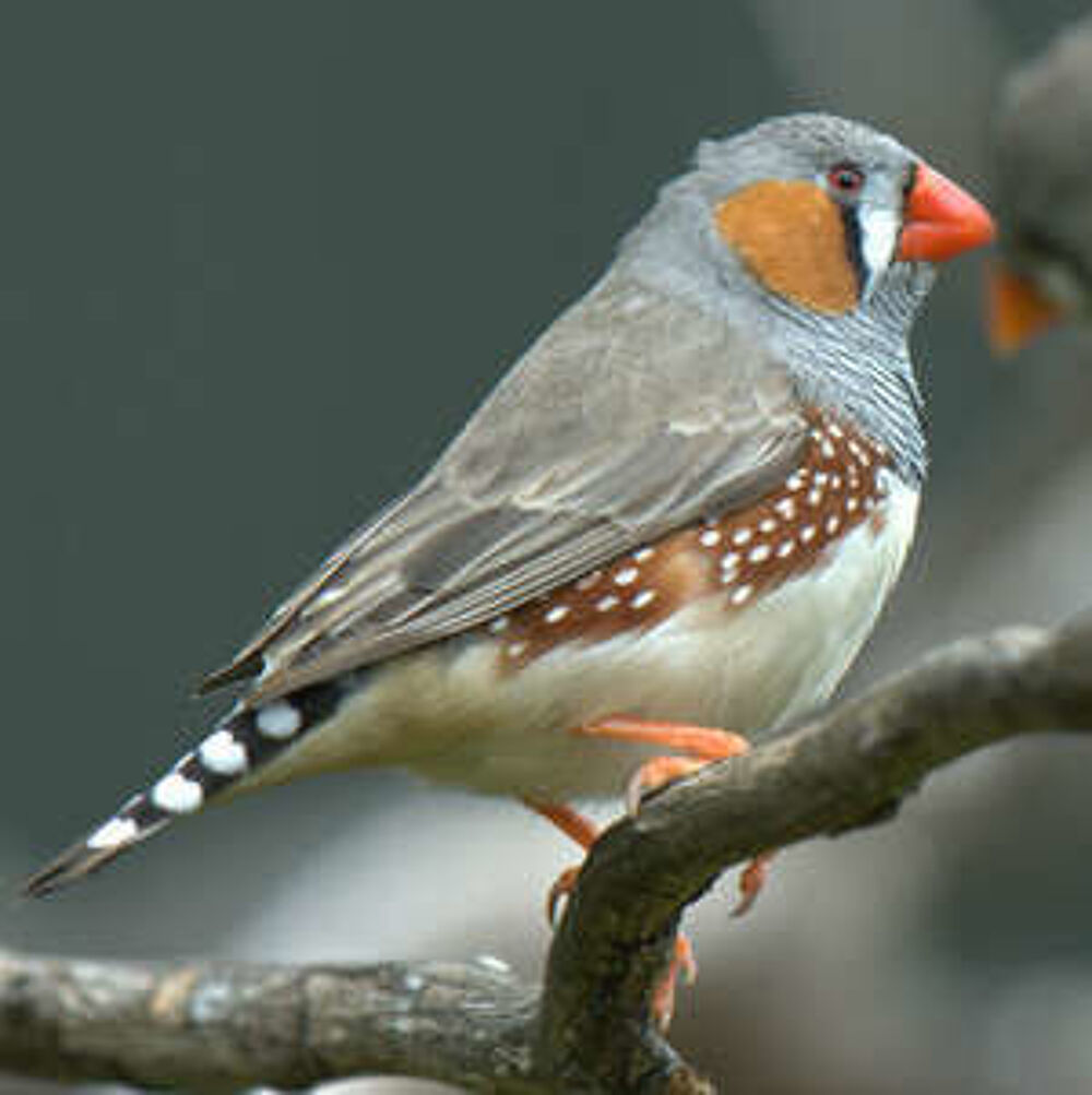   Mandarin + canari  