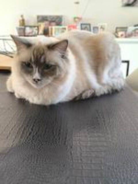   Ragdoll 