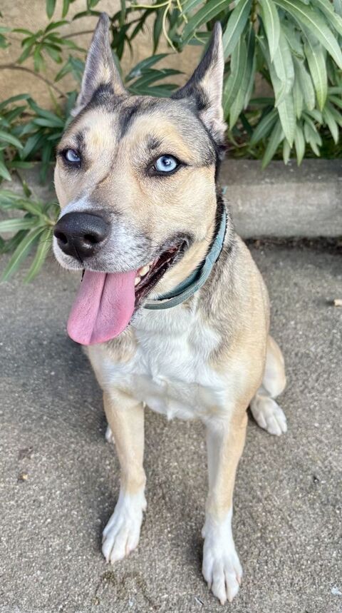 BANQUISE, crois&eacute;e berger yeux bleus, 6 ans 220 34500 B�ziers