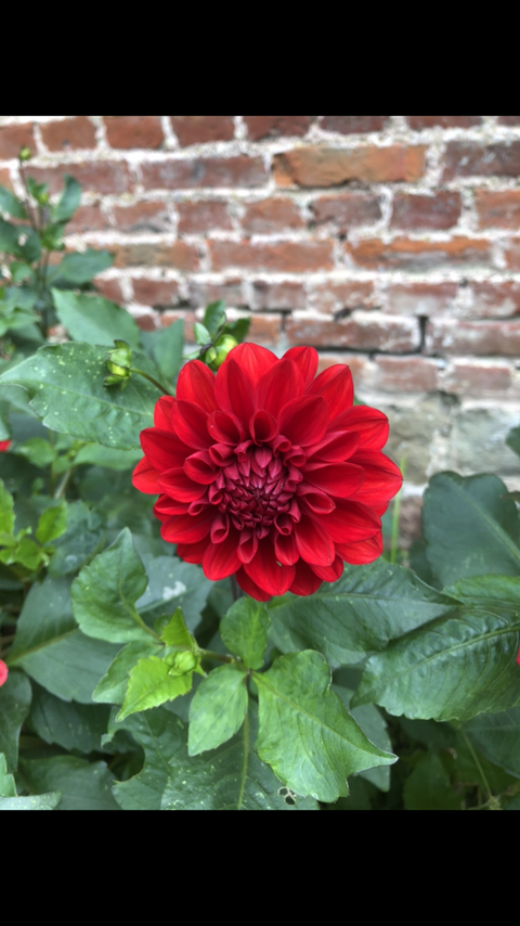 Dahlias rouges Chevresis-Monceau (02)