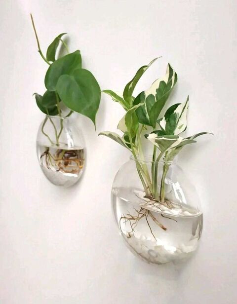 2 vases de fleurs en verre à  suspendre au mur, terrarium pour plantes hydroponiques, 25 La Seyne-sur-Mer (83)