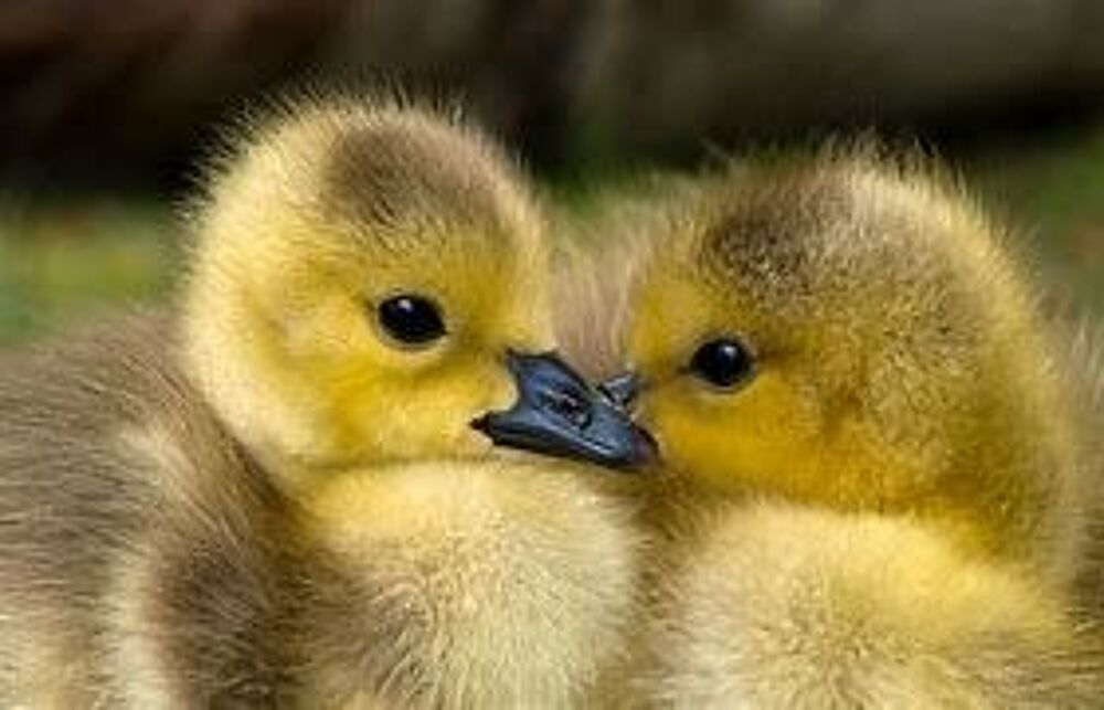   Canetons, cane , canard de barbarie :-) 