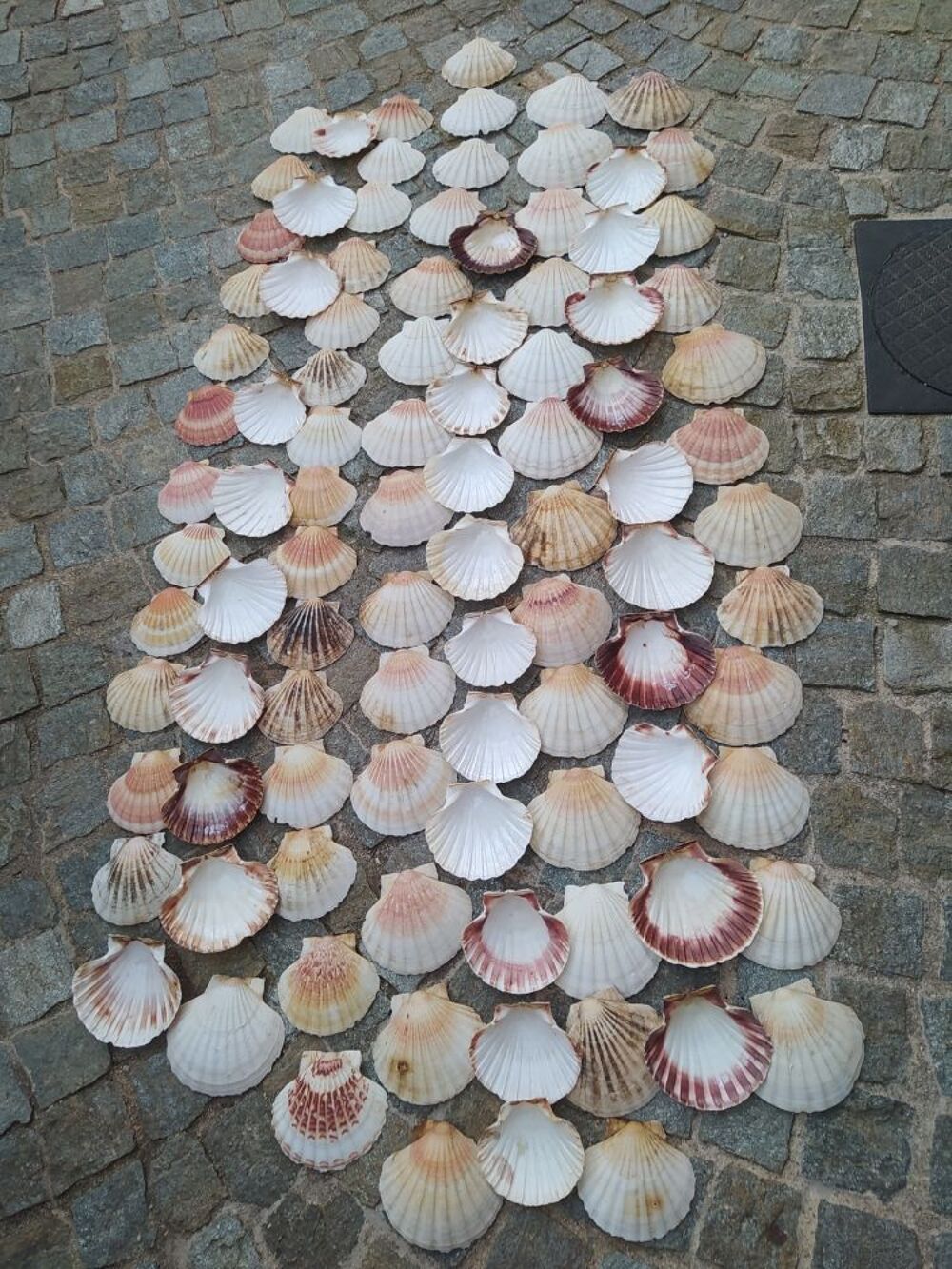 coquilles Saint Jacques Décoration
