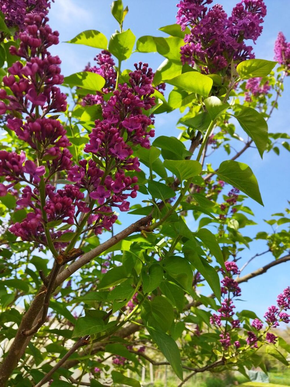 LILAS double Jardin