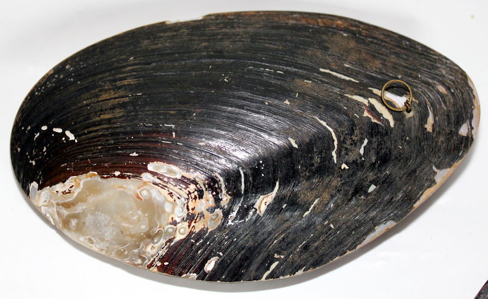 Souvenir du bord de mer p&eacute;cheur coquillage ancien 
BERCQ 
