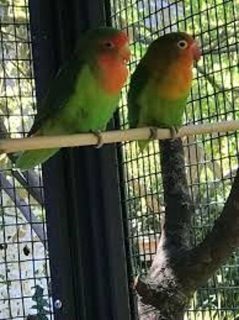 Couple inséparables 60 86400 Civray