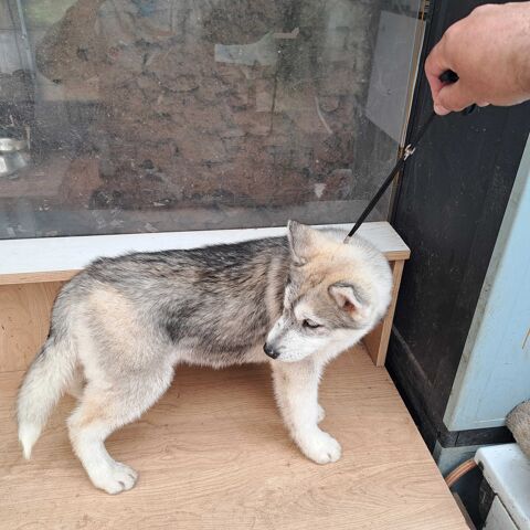 Magnifiques chiots husky sibérien 650 79150 Voultegon