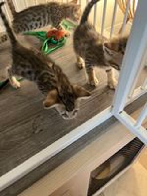   Chatons type Bengal  