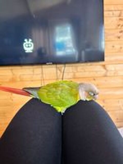   Conure ananas 