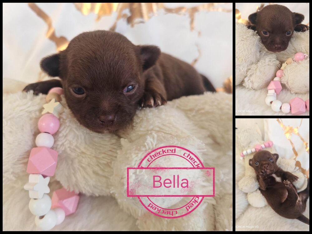   A réserver chiots chihuahua de petit gabarit  