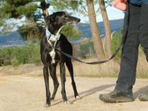   VERA 🩷 l'élégance d'une galga au coeur tendre 