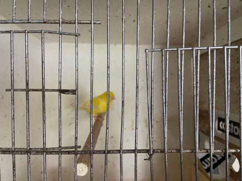 Canaris 20 33130 Bgles
