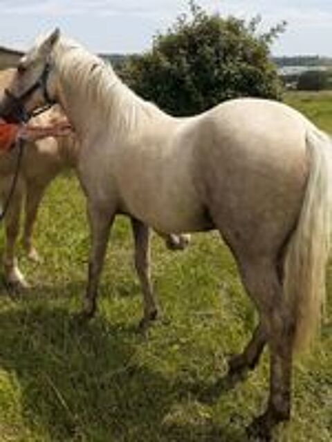   poulain 