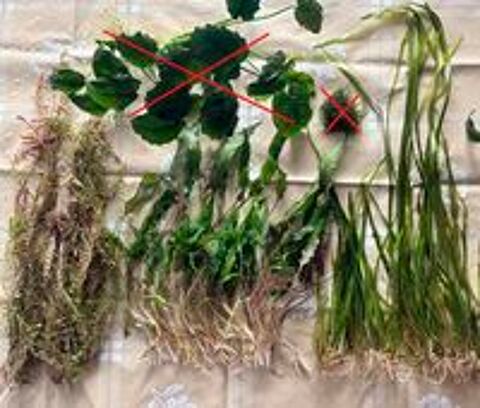   Plantes d'Aquarium : 18x Rotala Red, 40x Cryptocoryne, 40x V 