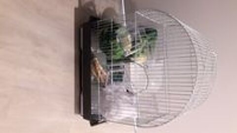   CAGE DOUBLE SUR TABLE A ROULLETTES + 8 CANARIS + ACCESSOIRES 