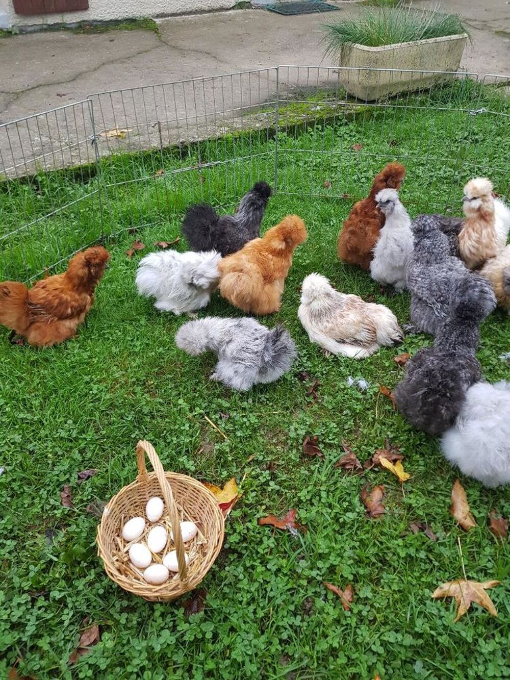   Oeuf fécondé, poussin, poule, coq Soie . 