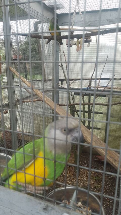 Couple de jeunes youyou du S&eacute;n&eacute;gal 600 47200 Marmande