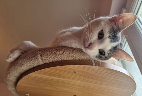 &Agrave; l'adoption jeune chatte ou chaton ado de 8 mois st&eacute;rilis&eacute;e 0 89520 Saint-sauveur-en-puisaye