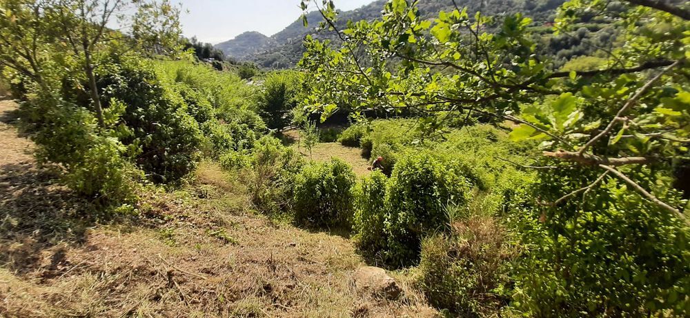 Vente Terrain terrain 1,6ha constructible viabilisé permis accordé à  Bordighera Menton