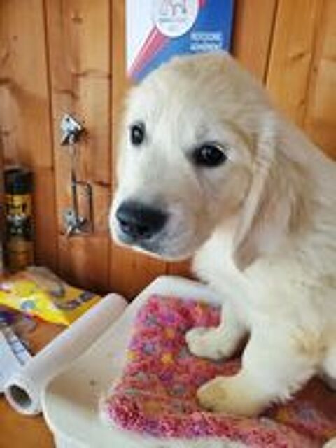   Chiot mâle Golden Retriever LOF  