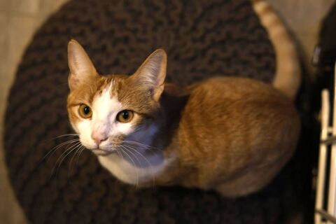 SIROP CHAT TIGRE ROUX CLAIR 1 AN 1/2 195 92260 Fontenay-aux-roses