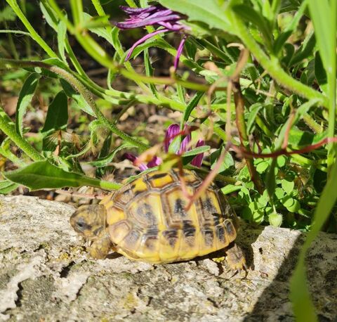 BB tortue 38 13190 Allauch