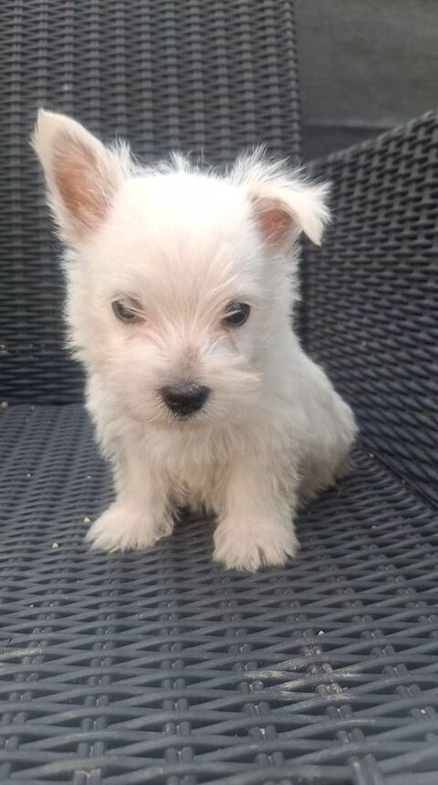  adorable chiot westie 63300 Thiers