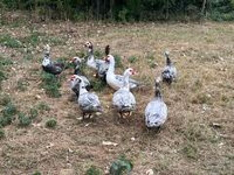   Canards de barbarie mâles pour gavage  