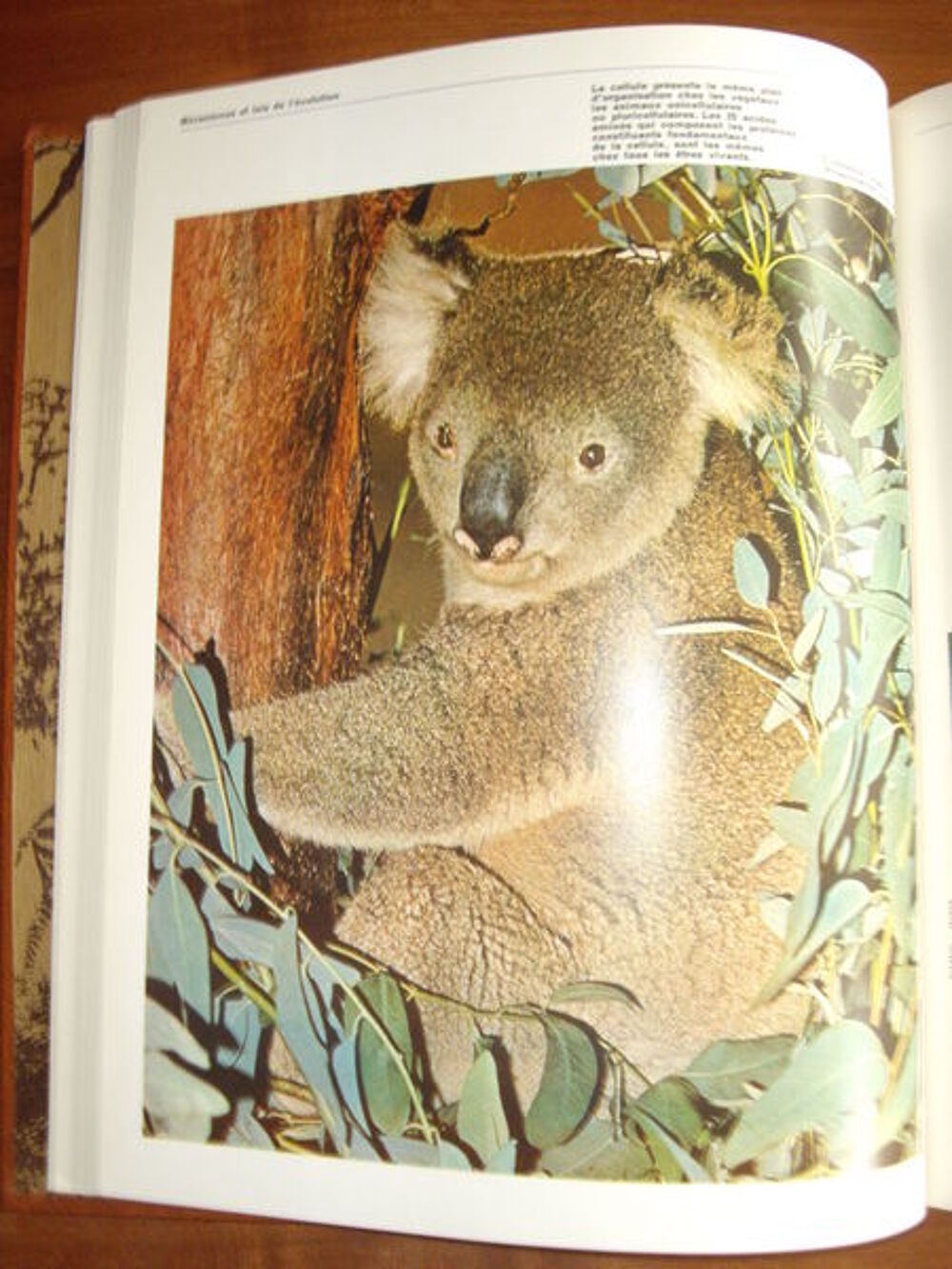 COLLECTION HACHETTE "LES ANIMAUX" 8 tomes Livres et BD