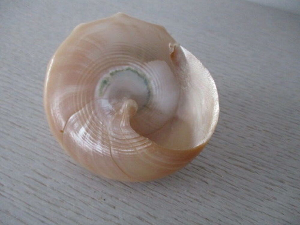 coquillage 