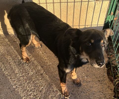 ABBA, &eacute;pagneul nain, 6 mois (femelle) 200 34500 B�ziers