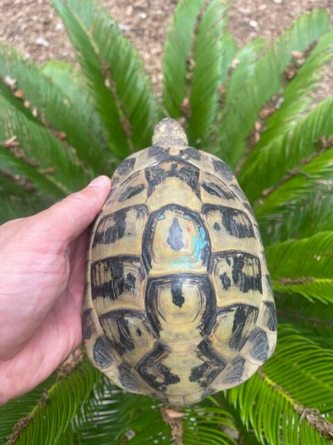 Superbe tortue tr&egrave;s jaune 150 34000 Montpellier