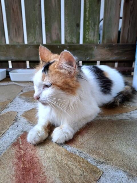 ✨️ P&Eacute;N&Eacute;LOPE ✨️ 190 78100 Saint-germain-en-laye