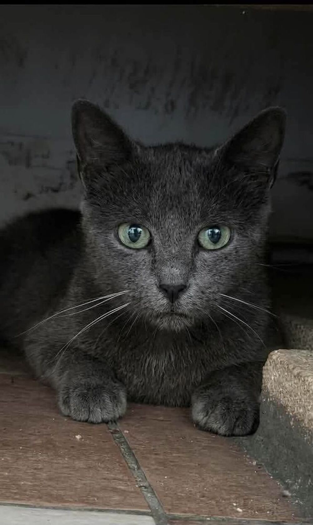   BLUEY – CHATTE ADULTE À ADOPTER – URGENT 