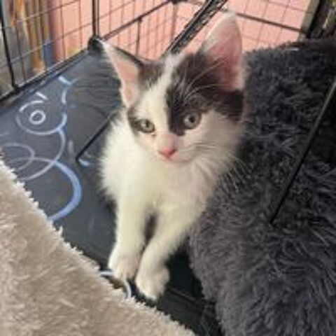   MORPHINE, jolie minette a l'adoption  