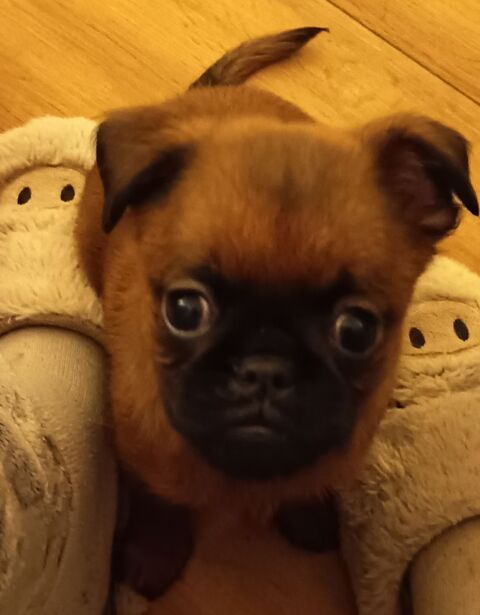 Bonjour.
Reste chiots 2 m&acirc;les  Petit Braban&ccedil;on. 
900 77160 Provins