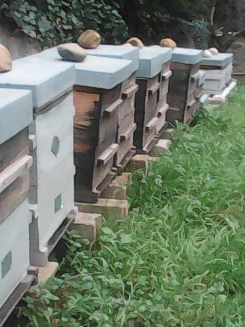 RUCHE WARRE 200 30620 Uchaud