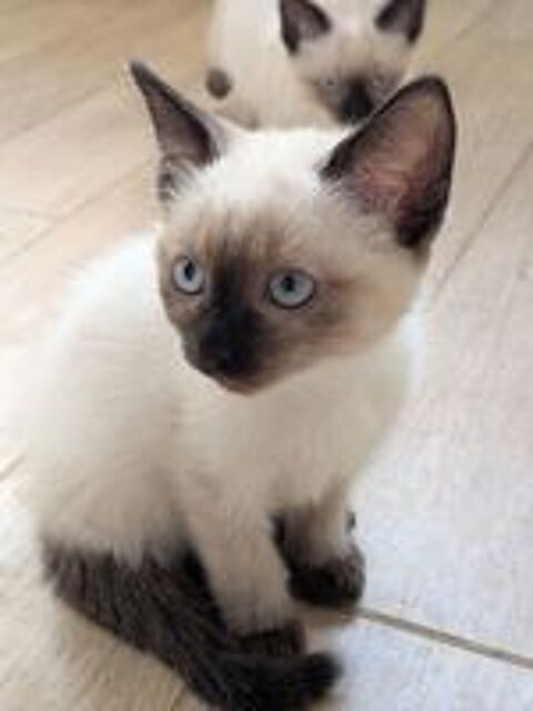   Chaton siamois  