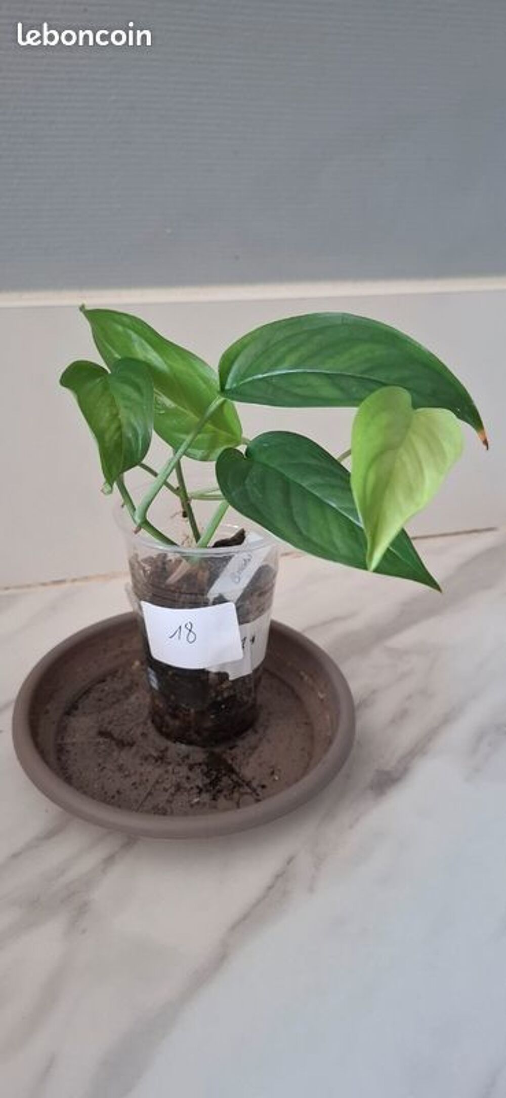 Monstera obliqua brazil bouture 18 Décoration