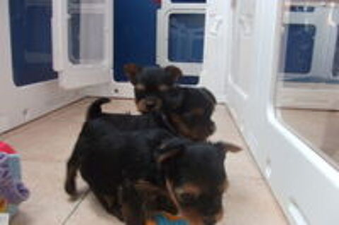   bébé chiot yorkshire terrier 