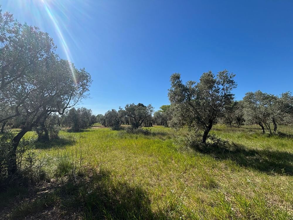 Vente Terrain terrain d Olivier Maussanne les Alpilles Maussane-les-alpilles
