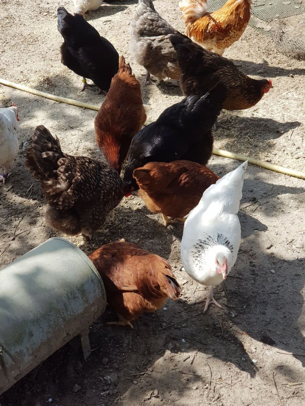   Poules pondeuses 