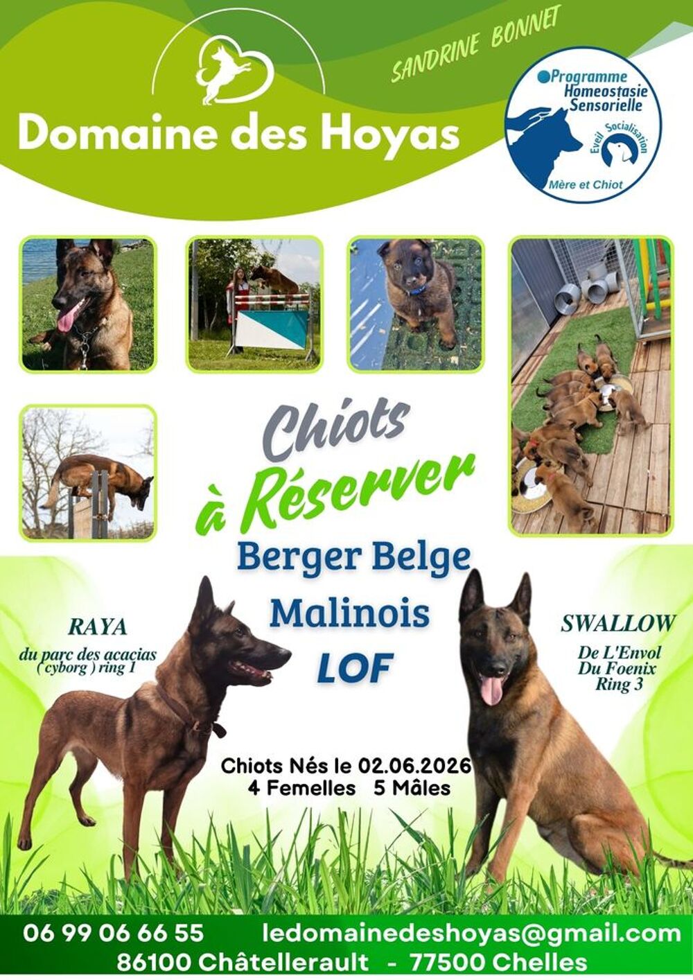   CHIOTS BERGER BELGE MALINOIS LOF 