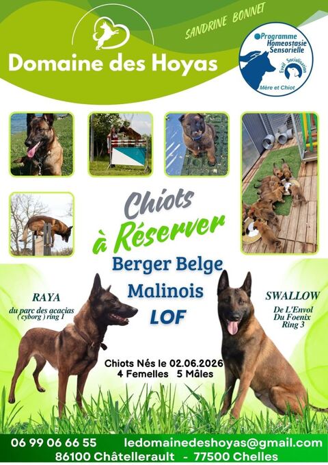CHIOTS BERGER BELGE MALINOIS LOF 900 77500 Chelles