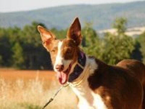   SIVER 6 ans, podenco adorable et affectueux 