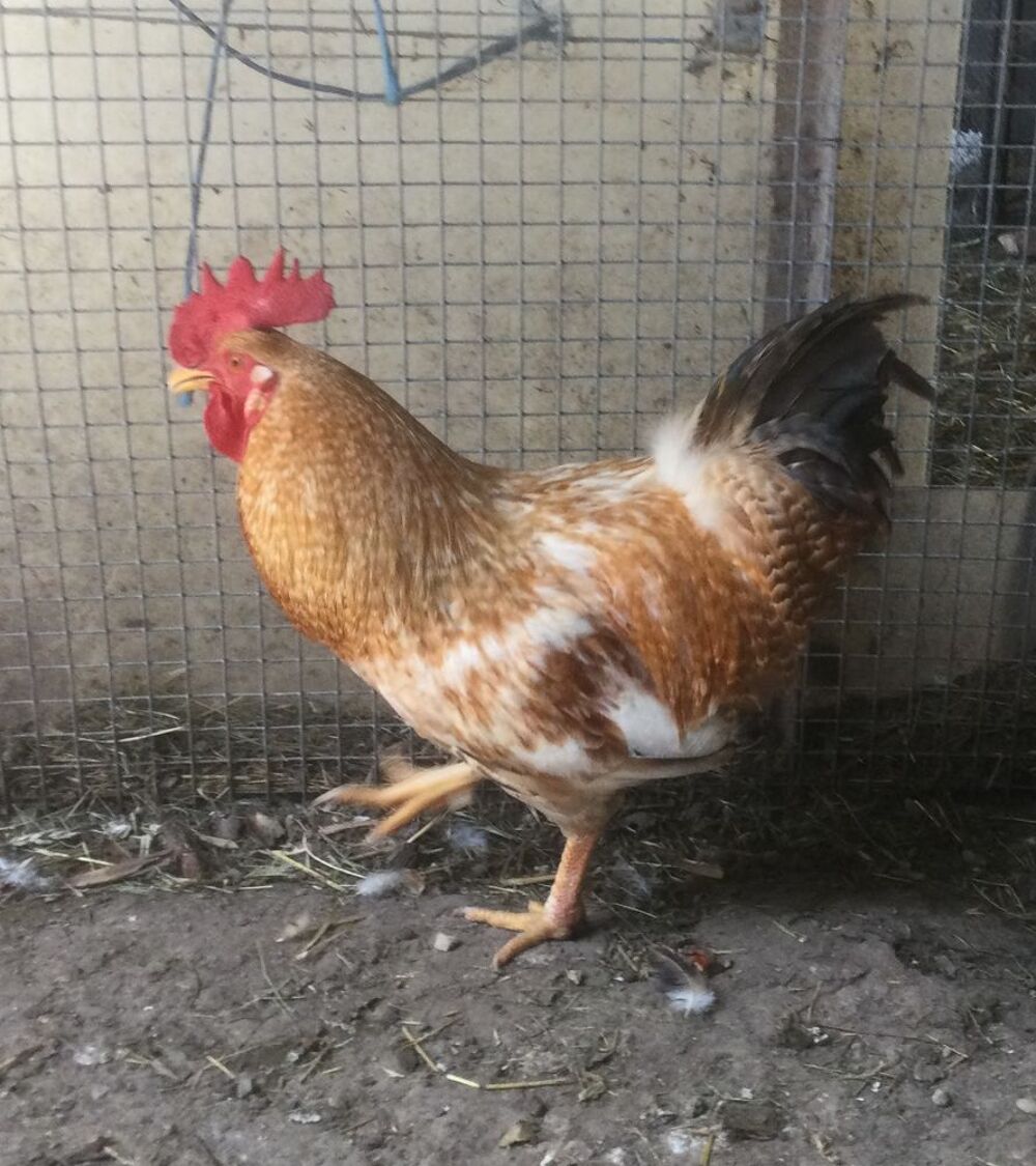   Beau coq de ferme orange reproducteur 
