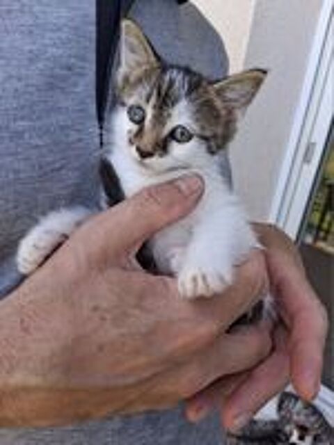   Chatons cherchent  une bonne   famille. 