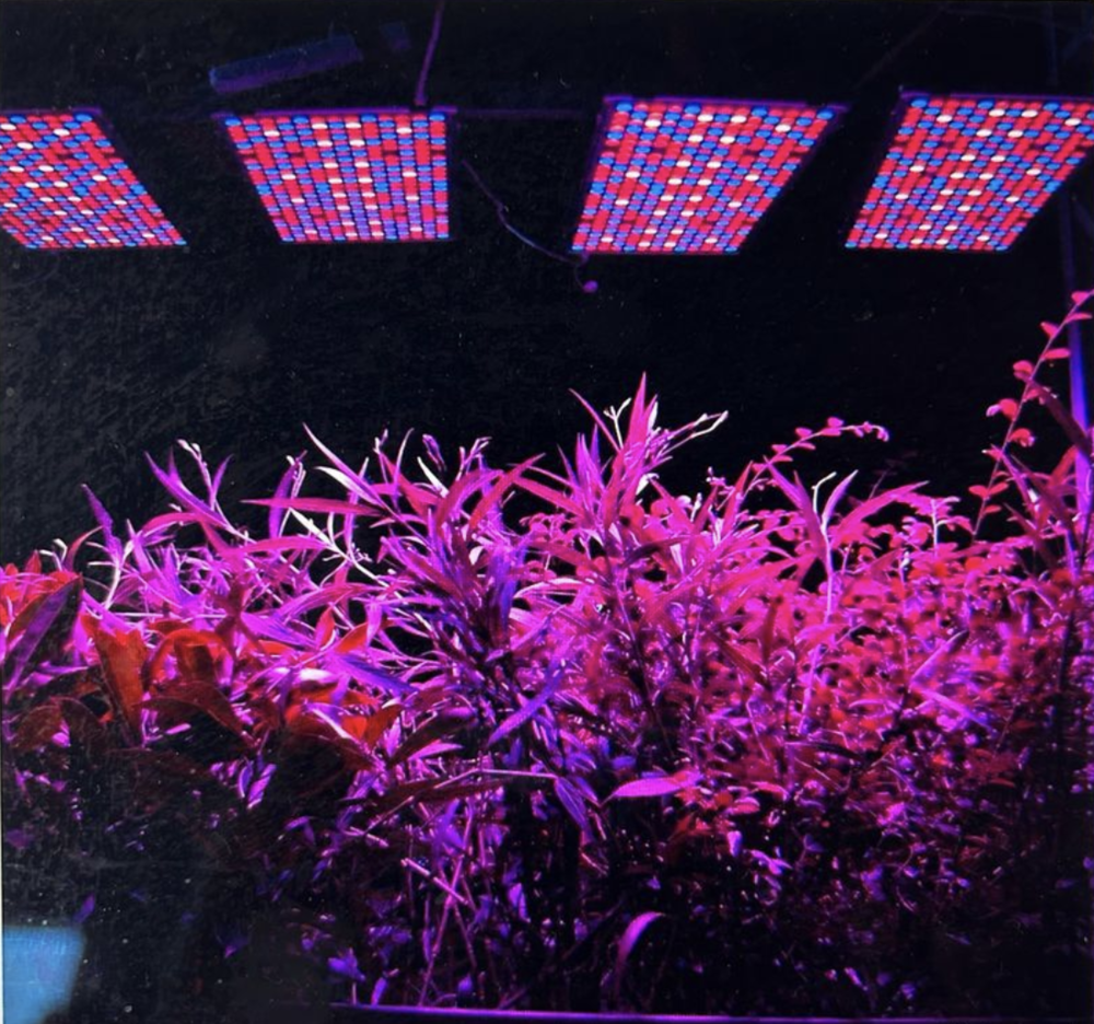 4 Lampes fleuraison horticole LED en &eacute;tat neuf Jardin