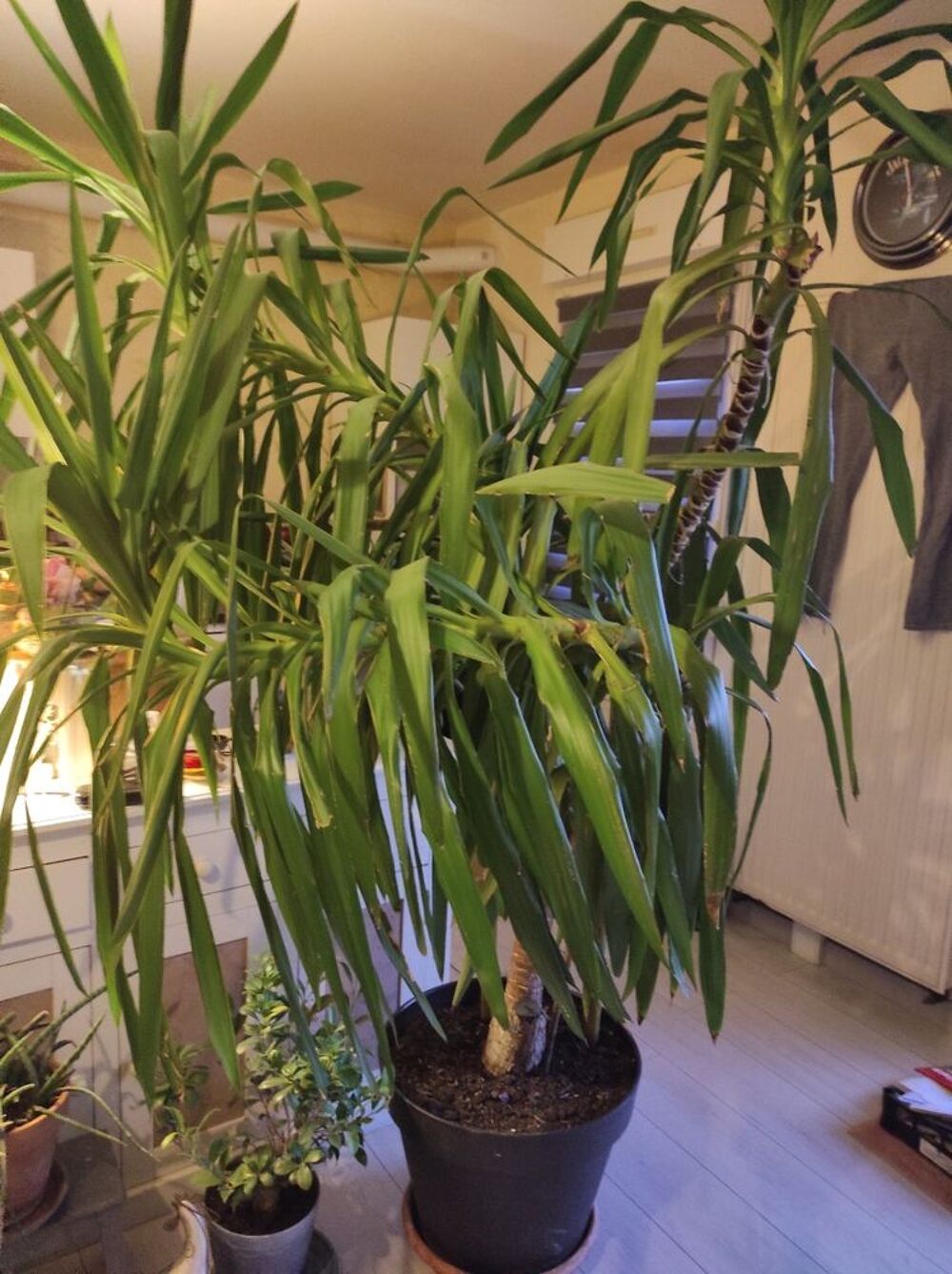 Yucca Jardin
